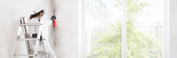 Trusted Beverly, MA Mold Removal Experts